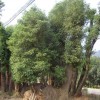 供枫香，香泡，香柚，四季青珠树，大香樟，桂花，广玉兰，
