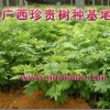 黄花梨种植，黄花梨苗，黄花梨供应
