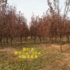 10cm紫叶李