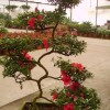 造型杜鹃花、君子兰