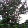 木槿.卫矛.金叶女贞.红叶小檗.扶芳藤.紫薇.紫叶李等
