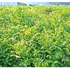 兄弟苗圃 高质低价提供大量 核桃苗 杨树苗 柳树苗