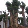 大量供应香樟桂花