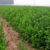 红叶石楠、红王子锦带、扶芳藤、卫矛、剑麻、瓜子黄杨