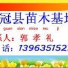 供万亩１０７.毛白杨.柳树.国槐.白蜡.法桐.臭椿.千头椿.