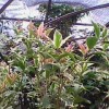 红豆杉盆景、彩叶桂花 