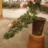 杜鹃花、君子兰