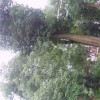供枫香，香泡，香柚，四季青珠树，大香樟，桂花，广玉兰，