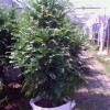 红豆杉盆景、彩叶桂花 