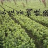 大量供应绿化苗木