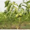 带养营袋养营杯的油松、白皮松、黑松