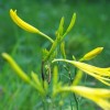 低价供应黄花菜苗