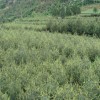 低价供应白皮松 华山松——西安市蓝田绿盛苗圃