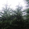 雪松，广玉兰。红叶石楠。大叶女贞。紫薇。马褂木。朴树。榉树等