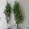 大量出售低价甘肃侧柏树苗、甘肃侧柏苗