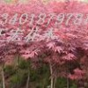 10cm红枫供应-正宏花木红枫基地供应红叶小檗
