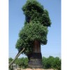 长期供应香樟，桂花，广玉兰，香泡等苗木15607850181