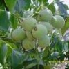 核桃苗  花椒苗 山楂苗