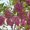 供应香花槐树