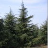 南京天禧苗圃南京雪松黄连木蜀桧女贞玉兰马褂木朴树龙柏等　