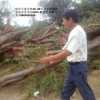 供应骨架榔榆