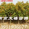 ★南京天禧苗圃雪松黄连木蜀桧女贞玉兰石楠马褂木朴树等★　