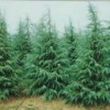 南京天禧苗圃南京雪松黄连木蜀桧女贞玉兰马褂木朴树龙柏等　