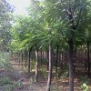 白蜡，国槐，法桐，毛白杨，速生杨，合欢，龙爪槐，柳树，黄金槐