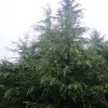 雪松，广玉兰。红叶石楠。大叶女贞。紫薇。马褂木。朴树。榉树等