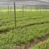 供应当年造林苗和绿化苗2011