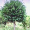 红豆杉、金边桂花、竹柏
