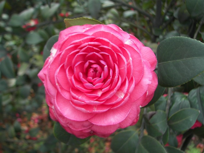 四川川云茶花种植基地
