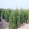 南京雪松垂柳广白玉兰女贞枫香蜀桧朴树皂角等
