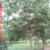 供应法桐、白蜡、女贞、黄杨、合欢、小檗等