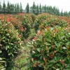 本苗圃常年供应大规格红叶石楠球