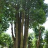 大型香樟香泡栾树园林公司