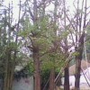 常年供应银杏树