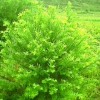 红豆杉、金边桂花、竹柏