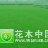常州草坪//马尼拉，百慕大，高羊茅，四季青，结缕草草坪灯