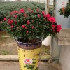 红豆杉、金边桂花、竹柏