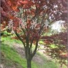 供应红枫，樱花，桂花，羽毛枫，五针松