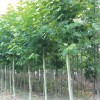 供1--20CM １０７毛白杨国槐白蜡法桐臭椿千头椿.