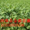 供应核桃苗 苹果苗 山楂苗
