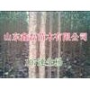 供１０７毛白杨国槐白蜡法桐臭椿千头椿-