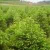 红豆杉、金边桂花、竹柏、茶花、杜鹃花、八角金盆