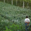 大量出售低价山东葡萄树苗、山东葡萄营养钵苗