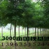 供万亩１０７毛白杨.柳树.国槐.白蜡.法桐.臭椿.千头椿.