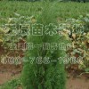 低价大量供应60-70公分侧柏树苗、60-80公分侧柏树苗