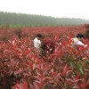 红叶石楠苗木价格红叶石楠报价
