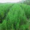 供应侧柏苗刺槐苗花椒苗国槐苗油松苗